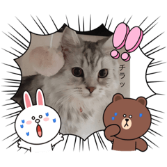 可愛い 猫スタンプ Lineスタンプ Kasuya Stamp