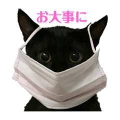 黒猫らんの日常スタンプ | LINEスタンプ | ともたん